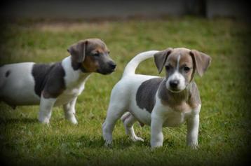 Jack Russell pups lilac beschikbaar voor biedingen