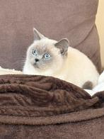 Britse korthaar, Dieren en Toebehoren, Katten en Kittens | Raskatten | Korthaar, Poes, Ingeënt, 0 tot 2 jaar