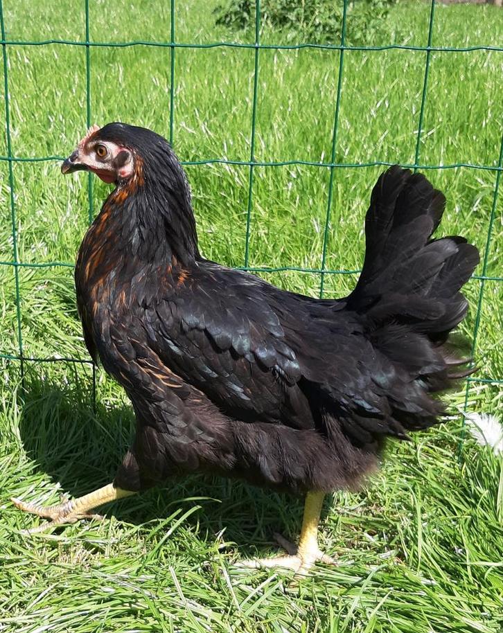 Kippen Harco jonge hennen beschikbaar, Dieren en Toebehoren, Pluimvee, Kip, Vrouwelijk
