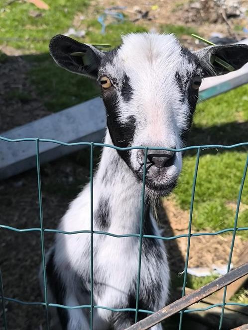 DwergGeitjes half tam, Dieren en Toebehoren, Schapen, Geiten en Varkens, Geit