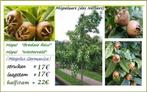 MISPELS 'BREDASE REUS', STRUIKEN 17€/st, HALFSTAM 22€/st, Tuin en Terras, Planten | Tuinplanten, Ophalen of Verzenden, Lente, Vaste plant