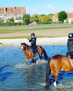 13 jarige B pony, Dieren en Toebehoren, Gechipt, B, Ruin, B pony (1.17m tot 1.27m)