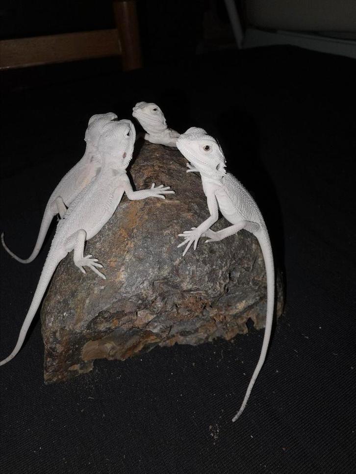 Prachtige licht-gekleurde zero baardagaam-mannetjes, Dieren en Toebehoren, Reptielen en Amfibieën, Hagedis, 0 tot 2 jaar, Tam