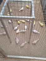 kanaries, Dieren en Toebehoren, Kleurkanarie