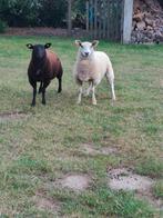 Schapen, Dieren en Toebehoren, Schapen, Geiten en Varkens