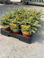 Cheilanthes lanosa ‘Crimba’ P10,5cm, Tuin en Terras, Ophalen, Vaste plant, Varens, Halfschaduw