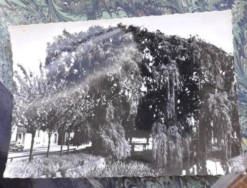 postkaart "Halen - Oude Sluis / F. Jacobslaan", Verzamelen, Postkaarten | België, Ongelopen, Limburg, Ophalen of Verzenden