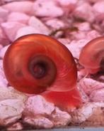 Escargot à cornes (Planorbarius corneus), différentes couleu