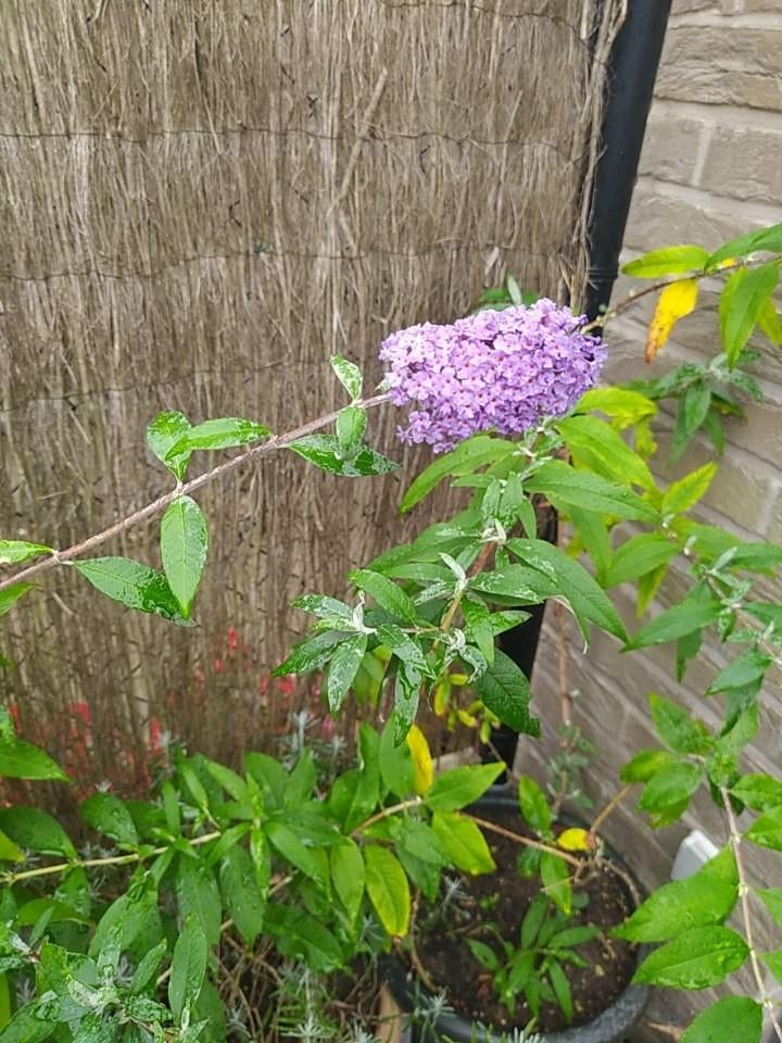 Vlinderstruiken die paarse bloemen krijgt, lokt vlinders aan, Tuin en Terras, Ophalen, Lente