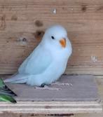 Dwergpapegaai Agapornis Roseicollie, Dieren en Toebehoren, Vogels | Parkieten en Papegaaien, Vrouwelijk, Dwergpapegaai of Agapornis
