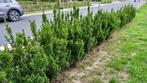 Kardinaalshoed "Euonymus Japonicus" 5 meter - 15 stuks, Tuin en Terras, Planten | Struiken en Hagen, Ophalen, Overige soorten