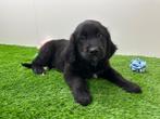 Chiots croisé Golden Retriever et Bouvier Bernois, Parvovirose, Plusieurs, Belgique, Plusieurs animaux