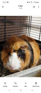 Calvie vrouwtje, Ophalen, Knaagdier of Konijn