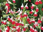 Salvia microphylla 'Hot Lips', Volle zon, Vaste plant, Zomer, Ophalen