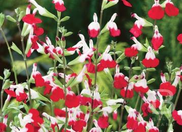 Salvia microphylla 'Hot Lips', Tuin en Terras, Planten | Tuinplanten, Volle zon, Vaste plant, Zomer, Ophalen