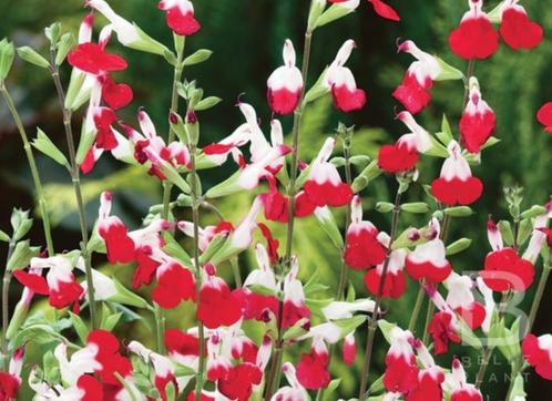 Salvia microphylla 'Hot Lips', Tuin en Terras, Planten | Tuinplanten, Vaste plant, Overige soorten, Volle zon, Zomer, Ophalen