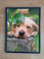 Decoratiekader / wissellijst met afbeelding pup, Huis en Inrichting, Minder dan 50 cm, Minder dan 50 cm, Ophalen of Verzenden