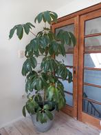 Schefflera Amate Vingerboom, Ophalen