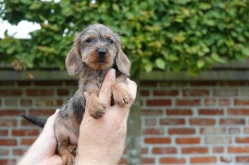 Chiots teckels nains à poils durs (teckel nain à poil durs)