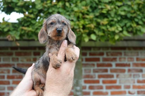 Chiots teckels nains à poils durs (teckel nain à poil durs), Animaux & Accessoires, Chiens | Teckels & Bassets, Plusieurs animaux