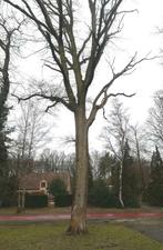 bomen of boomstammen gevraagd, Tuin en Terras, Brandhout, Ophalen of Verzenden