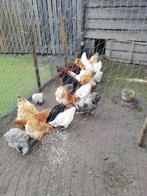 Jonge hennen, Dieren en Toebehoren, Pluimvee