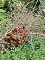 omgevallen boom om gratis te kappen en mee te nemen, Tuin en Terras, Brandhout, 6 m³ of meer, Ophalen, Stammen