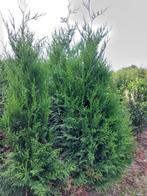 Thuja plicata Atrovirens, Tuin en Terras, Ophalen of Verzenden, Conifeer, Haag