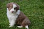 Border collie puppy's, zwart-wit, blauw-wit, chocolate-white, Parvovirose, Plusieurs, Belgique, 8 à 15 semaines