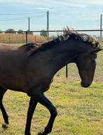 2,5 jarige ruin uit Dourkhan Hero Z, Dieren en Toebehoren, Paarden, Ruin, Z