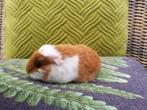 Ch Teddy cavia, Animaux & Accessoires, Rongeurs, Cobaye