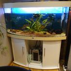 AQUARIUM JUWELL 240 Litres (très bonne marque), Animaux & Accessoires, Enlèvement ou Envoi, Utilisé, Aquarium d'eau douce rempli