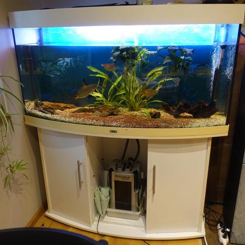 AQUARIUM JUWELL 240 Litres (très bonne marque), Animaux & Accessoires, Poissons | Aquariums & Accessoires, Utilisé, Aquarium d'eau douce rempli