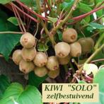PROMO KIWI PLANTEN! = 15€ PER DUO "JENNY" + "SOLO", Vaste plant, Fruitplanten, Ophalen of Verzenden, Lente