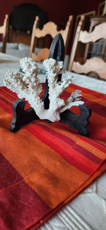 Authentieke witte koraaltak van +/- 10x15 cm beschikbaar voor biedingen