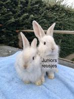 Duitse reus nestje, Dieren en Toebehoren, Konijnen