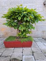 Bonsaï/ pré bonsaï de jardin GROS CHARME, Ophalen
