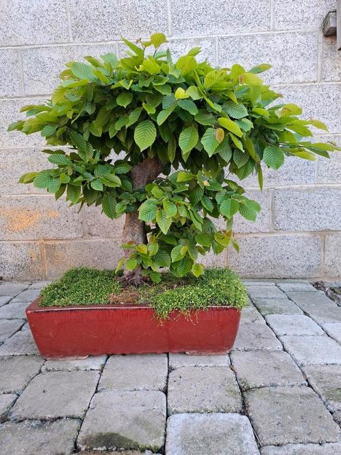 Bonsaï/ pré bonsaï de jardin GROS CHARME, Tuin en Terras, Planten | Bomen, Ophalen