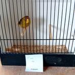 Gloster man van 2022 = 10€