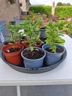 PHLOX jonge planten in verschillende kleuren, Ophalen of Verzenden, Zomer, Vaste plant, Overige soorten