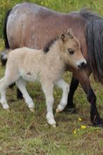 Stamboek shetland hengstveulen, Dieren en Toebehoren