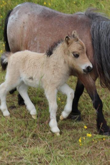 Stamboek shetland hengstveulen beschikbaar voor biedingen
