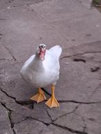 eenden, Dieren en Toebehoren, Pluimvee, Geslacht onbekend, Eend