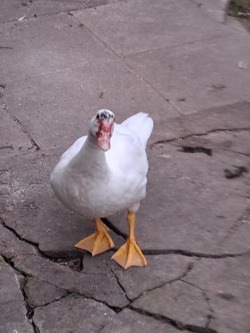 eenden beschikbaar voor biedingen