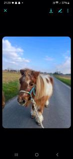Lieve Ponny's, Dieren en Toebehoren, Pony's, Merrie, Niet van toepassing, 0 tot 2 jaar, A pony (tot 1.17m)
