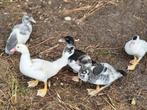 Barberie (barbarie) jonge eenden, Dieren en Toebehoren, Pluimvee