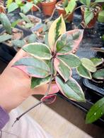 Hoya flamingo dream, Ophalen of Verzenden