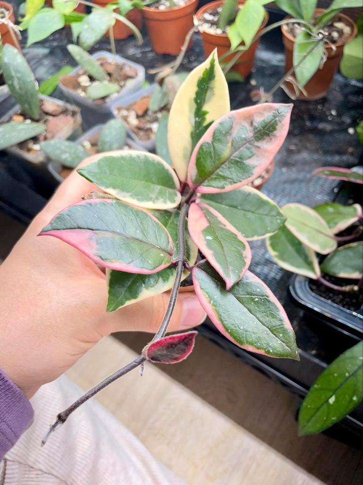 Hoya flamingo dream, Huis en Inrichting, Kamerplanten, Ophalen of Verzenden