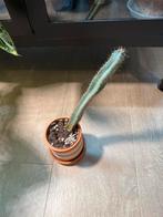 Cactus (zonder sierpot), Huis en Inrichting, Kamerplanten, Ophalen, Cactus