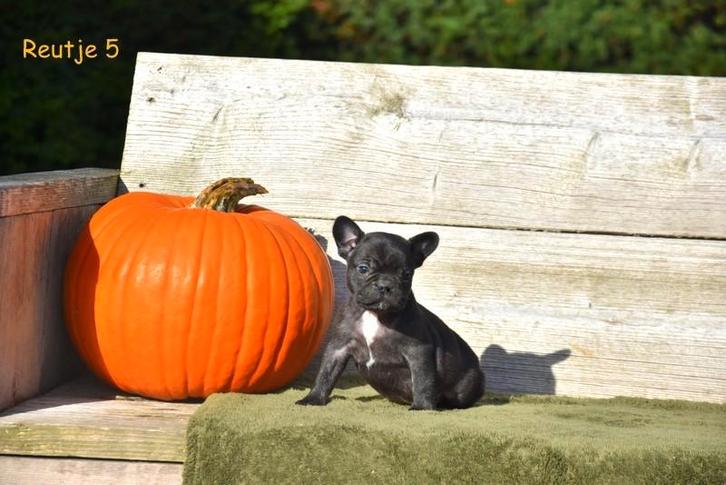 Franse Bulldog pupjes, Dieren en Toebehoren, Honden | Bulldogs, Pinschers en Molossers, Meerdere dieren, Bulldog, Fokker | Professioneel
